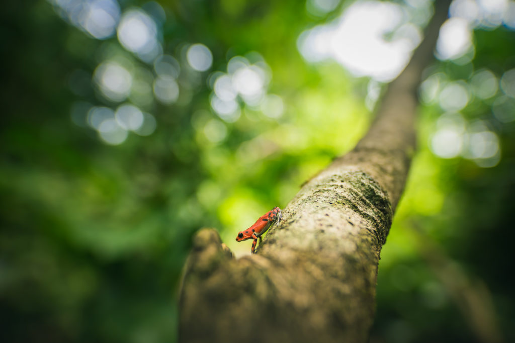 Red Frog žijící v džungli vedle hotelového resortu na ostrově Bastimentos