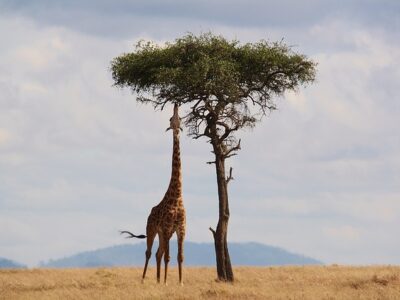 Bezpečné africké země a cestování