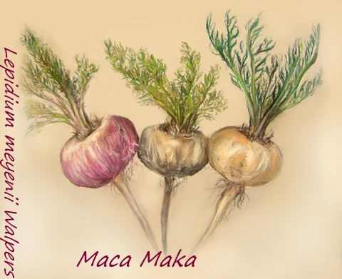 Maca peruánská kresba