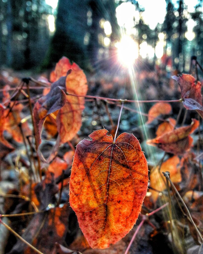 Snapseed před a po