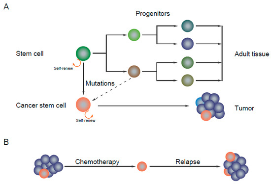 Kmenové buňky po chemoterapii