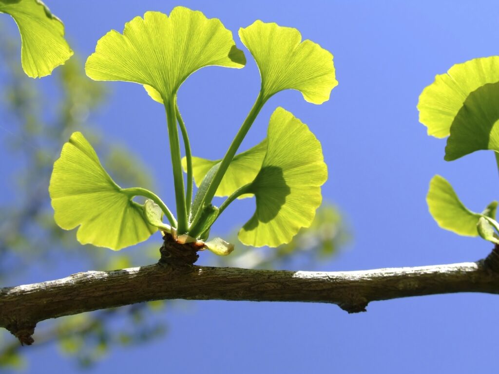 Podzimní únava - ginkgo biloba