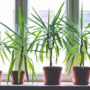 Dracena