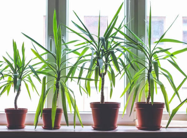 Dracena