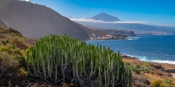 Sopka Teide na Tenerife s pobřežím a kaktusy v popředí