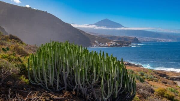Sopka Teide na Tenerife s pobřežím a kaktusy v popředí