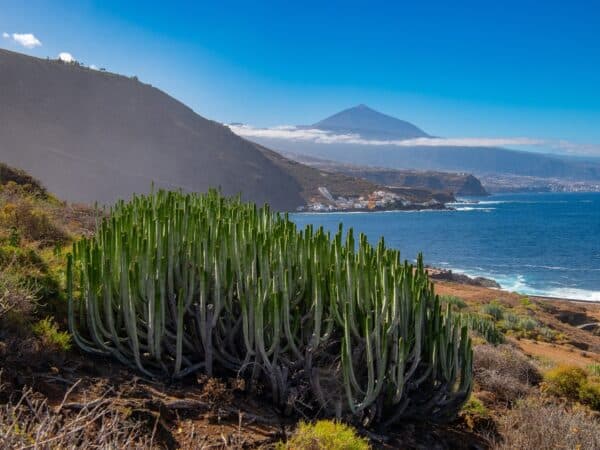 Sopka Teide na Tenerife s pobřežím a kaktusy v popředí