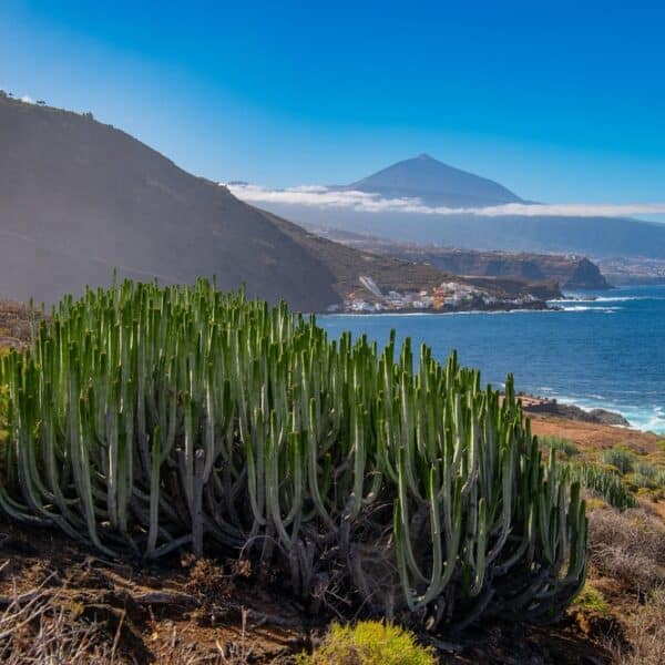 Sopka Teide na Tenerife s pobřežím a kaktusy v popředí