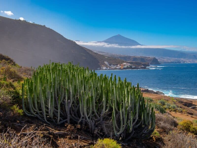 Sopka Teide na Tenerife s pobřežím a kaktusy v popředí