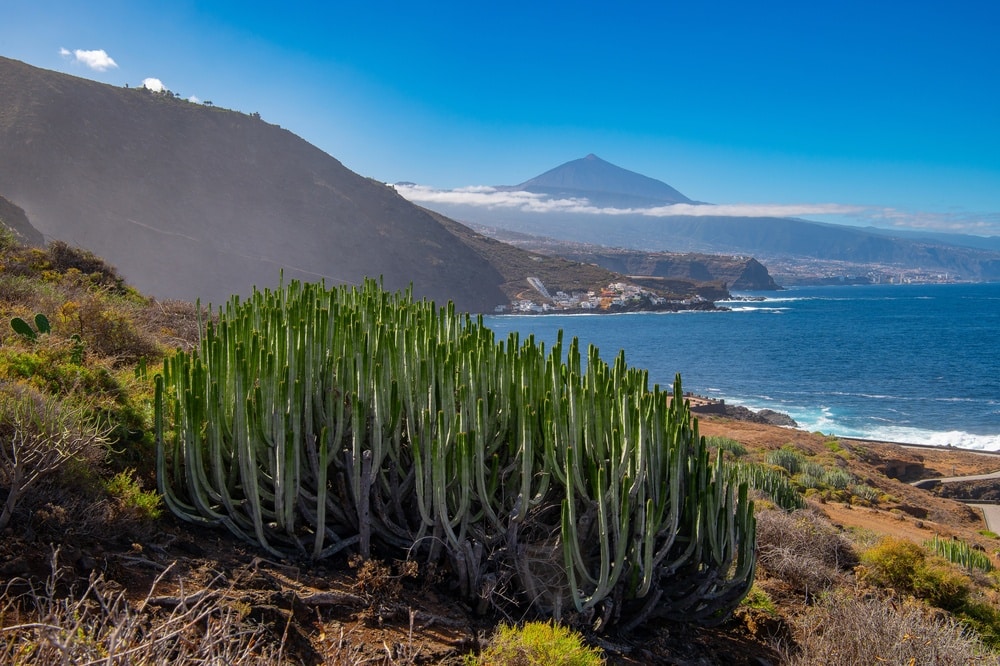 Sopka Teide na Tenerife s pobřežím a kaktusy v popředí